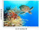 Turtle and coral Wall Mural