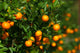 Tangerines Growing Bush