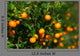 Tangerines Growing Bush