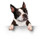 Cute Dog Holding A Blank Sign Wall Decal