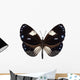 Butterfly Species Euploea Radamanthus Wall Mural