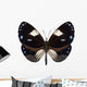 Butterfly Species Euploea Radamanthus Wall Mural