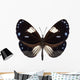 Butterfly Species Euploea Radamanthus Wall Mural