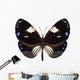 Butterfly Species Euploea Radamanthus Wall Mural