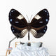 Butterfly Species Euploea Radamanthus Wall Mural