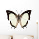 Butterfly Species Polyura Jalysus Wall Mural