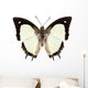 Butterfly Species Polyura Jalysus Wall Mural