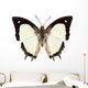 Butterfly Species Polyura Jalysus Wall Mural