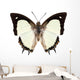 Butterfly Species Polyura Jalysus Wall Mural