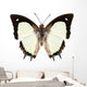 Butterfly Species Polyura Jalysus Wall Mural
