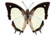 Butterfly Species Polyura Jalysus Wall Mural