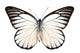 Butterfly Species Prioneris Philonome