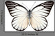 Butterfly Species Prioneris Philonome