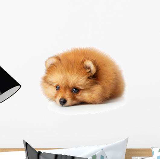 Sad Spitz Puppy