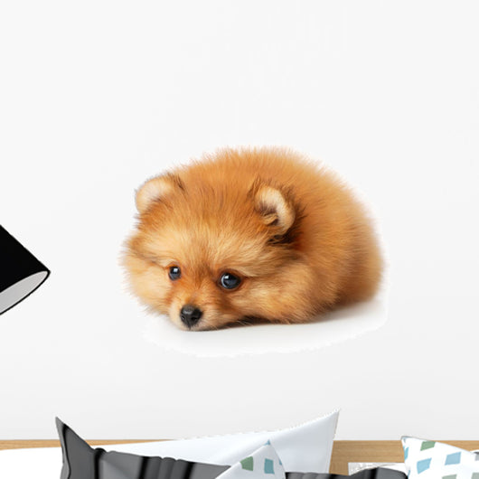 Sad Spitz Puppy