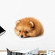 Sad Spitz Puppy