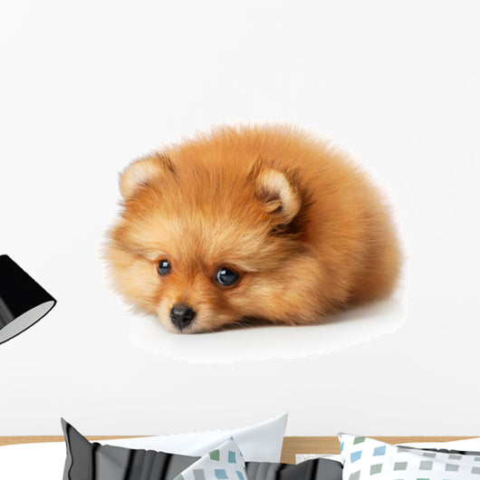 Sad Spitz Puppy
