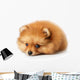 Sad Spitz Puppy