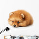 Sad Spitz Puppy