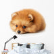 Sad Spitz Puppy