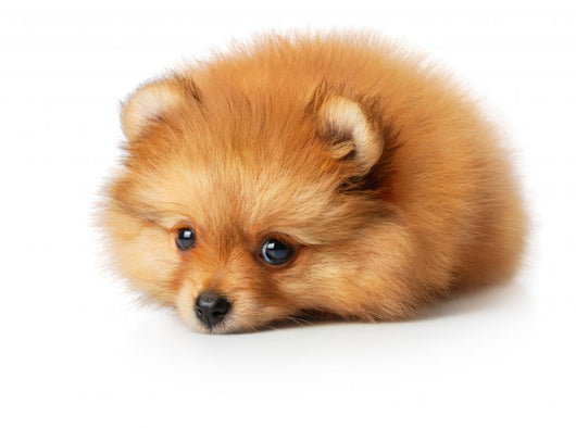 Sad Spitz Puppy