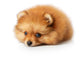 Sad Spitz Puppy