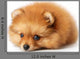 Sad Spitz Puppy