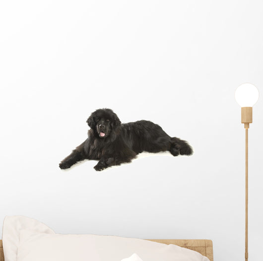 Newfoundland Dog Neufundlnder