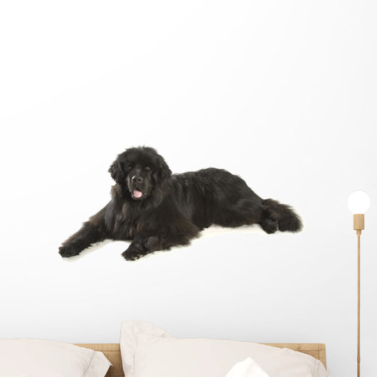 Newfoundland Dog Neufundlnder