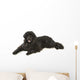 Newfoundland Dog Neufundlnder