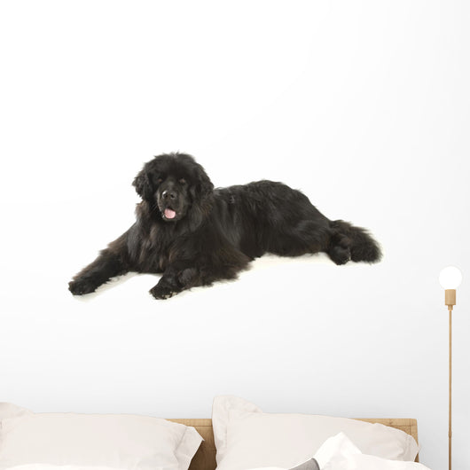 Newfoundland Dog Neufundlnder