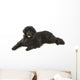 Newfoundland Dog Neufundlnder
