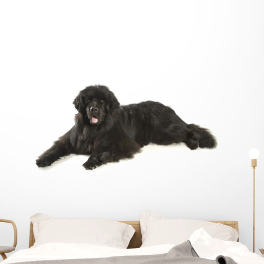 Newfoundland Dog Neufundlnder