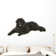 Newfoundland Dog Neufundlnder
