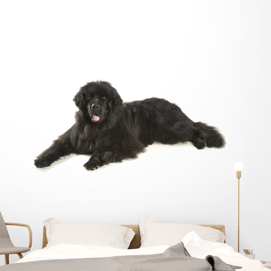 Newfoundland Dog Neufundlnder