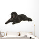 Newfoundland Dog Neufundlnder