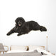Newfoundland Dog Neufundlnder