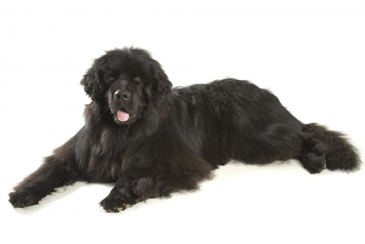 Newfoundland Dog Neufundlnder