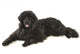Newfoundland Dog Neufundlnder
