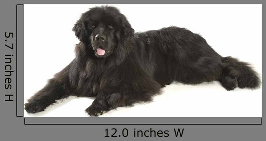 Newfoundland Dog Neufundlnder