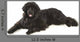 Newfoundland Dog Neufundlnder