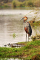 Goliath Heron Standing near Wall Mural