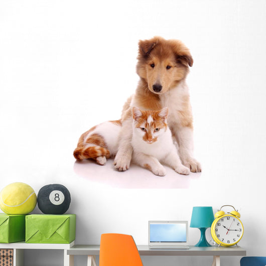 Cat and Dog Sitting