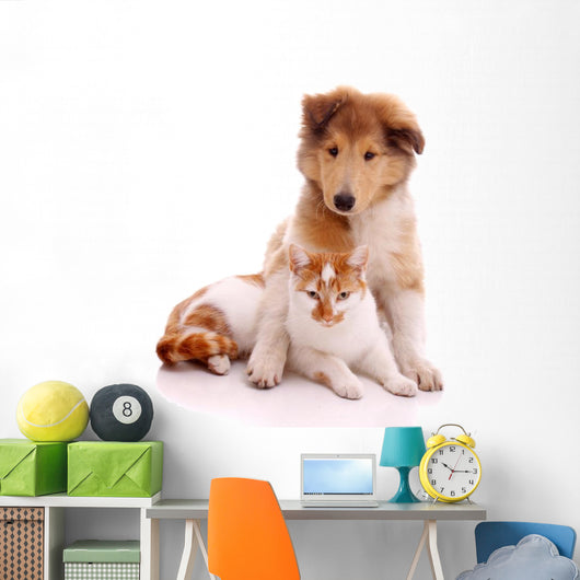 Cat and Dog Sitting