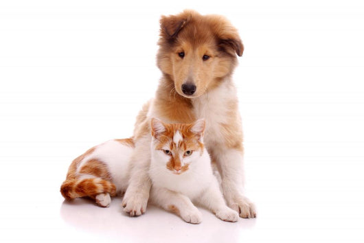 Cat and Dog Sitting