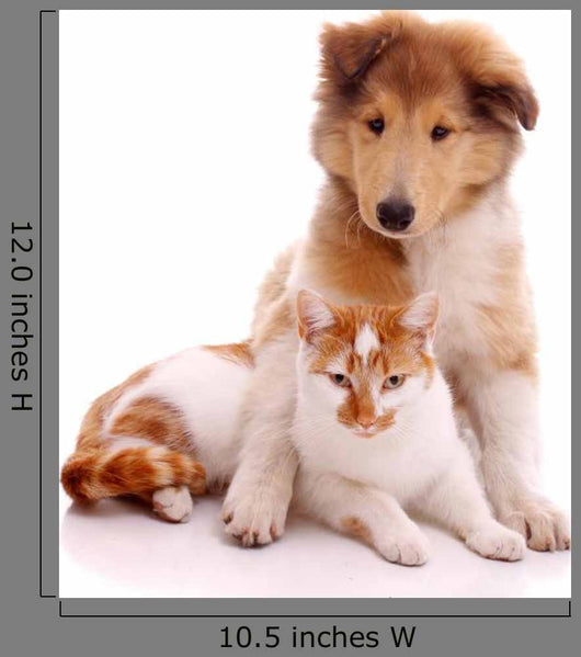 Cat and Dog Sitting