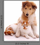 Cat and Dog Sitting