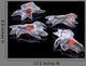 Eukaryotic Cells