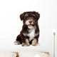 A beautiful smiling chocholate havanese puppy dog Wall Mural