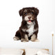 A beautiful smiling chocholate havanese puppy dog Wall Mural